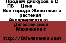 Продам дискусов в С-ПБ. › Цена ­ 3500-4500 - Все города Животные и растения » Аквариумистика   . Дагестан респ.,Махачкала г.
